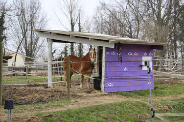 cavallo