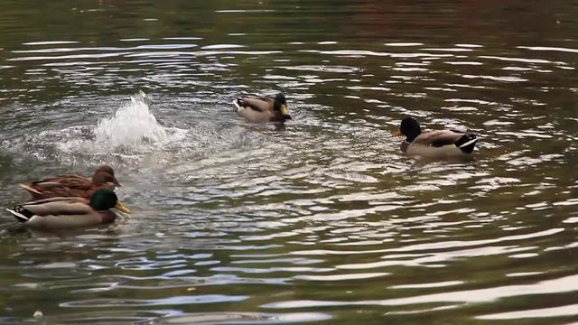 Patos nadando y aleteando ante un chorro de agua que brota en un estanque

