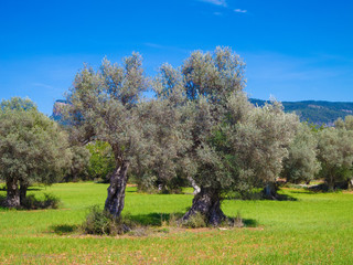 Landschaft mit Feld und Olivenbäumen