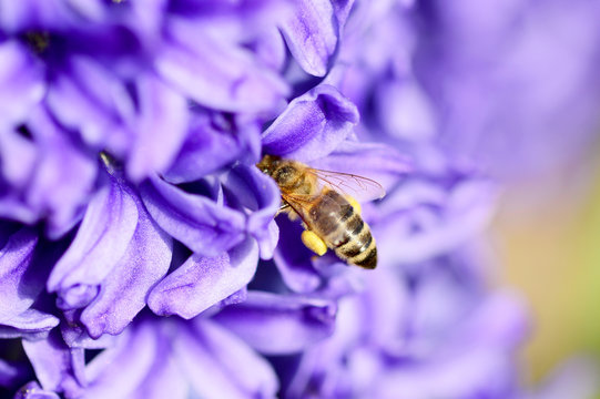 Biene mit blauer Hyazinthe