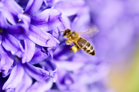 Fliegende Biene mit blauer Hyazinthe
