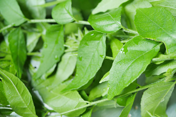 lime berry, asian herbal food ingredient