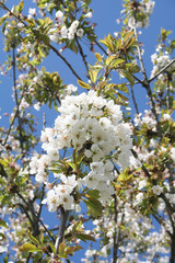 rami di Ciliegio in fiore in primavera