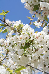 rami di Ciliegio in fiore in primavera