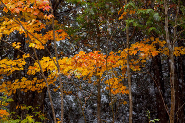 freshly fallen snow on fall foliage