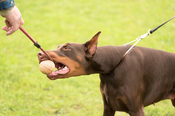 Doberman pinscher