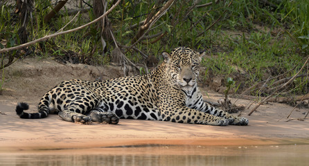 Fototapeta na wymiar 20151026 Jaguar male is resting on the beach after having searched for his female and also tried to catch a capybara..Photo by:Jan Fleischmann