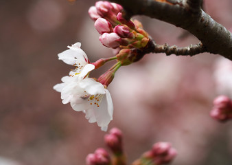 Sakura. Cherry Blossom in Springtime. Beautiful Pink Flowers
