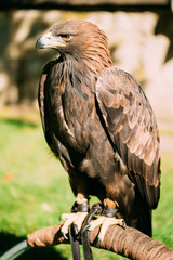 Fototapeta premium Sitting Golden Eagle Haliaeetus albicilla. Wild bird