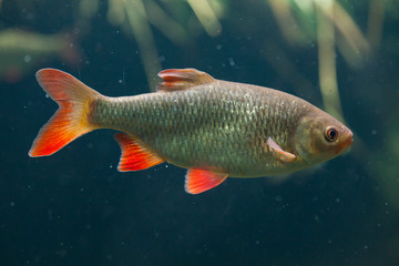 Common rudd (Scardinius erythropthalmus).