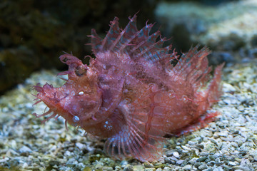 Weedy scorpionfish (Rhinopias frondosa).
