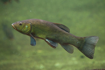 Fototapeta premium Tench (Tinca tinca), also known as the doctor fish.