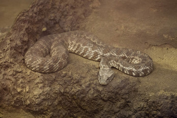 Naklejka premium Blunt-nosed viper (Macrovipera lebetina).