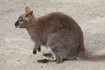 Red-necked wallaby (Macropus rufogriseus), also known as the Ben © Vladimir Wrangel