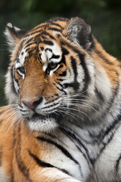 Siberian tiger (Panthera tigris altaica)