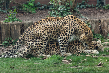 Persian leopards (Panthera pardus saxicolor) have sex.