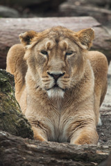 Obraz na płótnie Canvas Female Asiatic lion (Panthera leo persica).