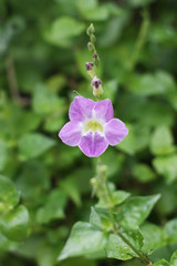 Chinese violet, Coromandel flower, Ganges primrose, Philippine violet