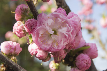 Cherry flowers close up