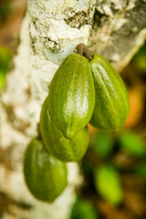 Close up shot of unripe cocoa pods 