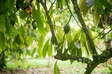 Cocoa pods on trees in Nigeria 