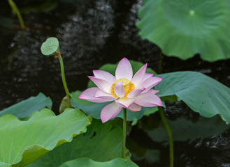 blooming lotus flower