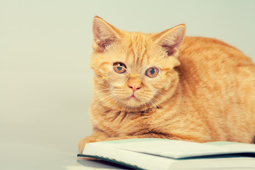 Red cat with glasses lying on a book