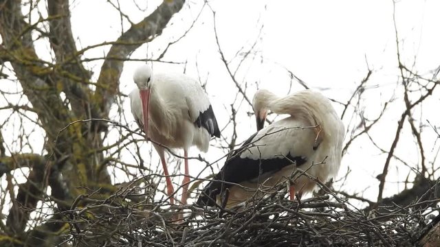 Weissstorch, Paar beim Nestbau im Baum