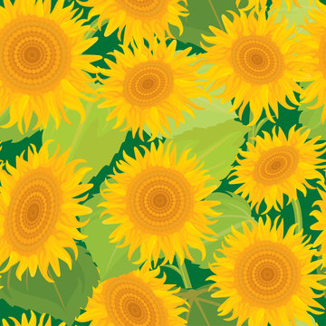 Seamless pattern with sunflowers. Summer season, nature backgrou