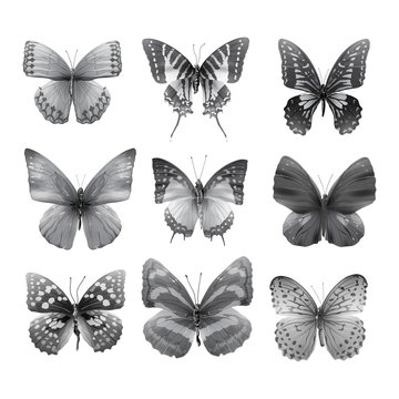 butterfly collection 03