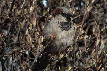 Sparrow, bird, feathered, bushes, branches, sun, rays