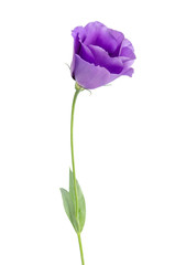 Beauty violet flower isolated on white. Eustoma