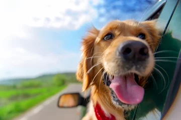 Fotobehang Hond Golden retriever kijkt uit autoraam