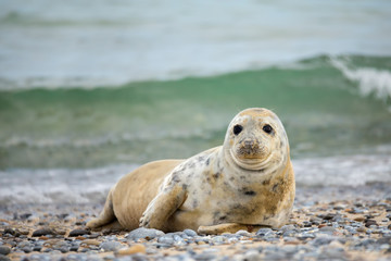 Fototapeta premium Young baby atlantic Grey Seal