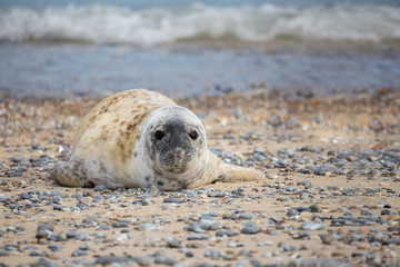 Young baby atlantic Grey Seal