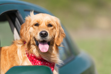 Golden Retriever Looking Out Of Car Window