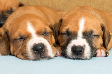 Obraz premium Cute amstaff puppy