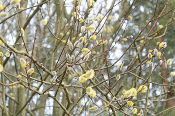 Blossoming willow in the early spring