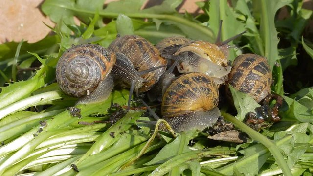 Gruppe Schnecken Helix Asperga