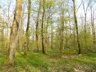 Fototapeta premium Lasy liściaste