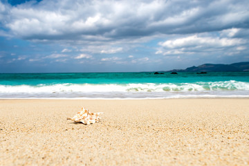 Shellfish, shells, beach, sea, landscape. Okinawa, Japan, Asia.