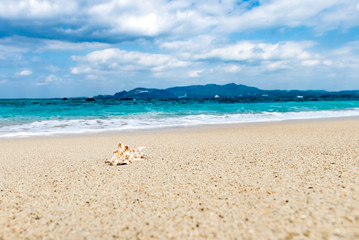Fototapeta na wymiar Shellfish, shells, beach, sea, landscape. Okinawa, Japan, Asia.