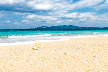 Shellfish, shells, beach, sea, landscape. Okinawa, Japan, Asia.