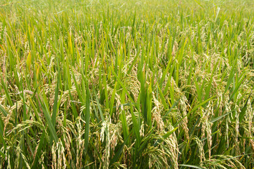 ear of paddy in rice field 