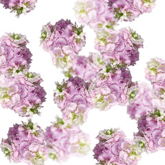 Delicate floral background. White and pink pelargoniums 
