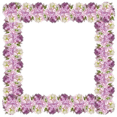 Delicate floral background. White and pink pelargoniums 