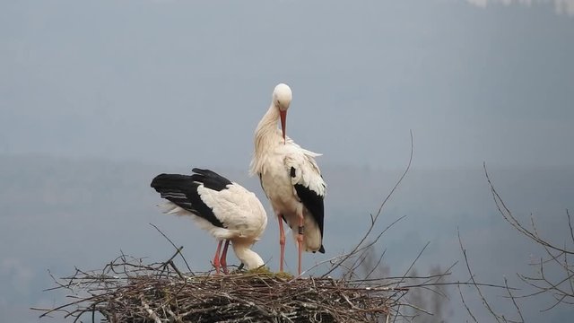 Weissstorch, Paar auf Nest