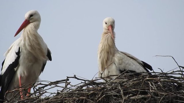Weissstorch, Paar auf Nest