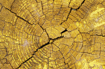 Yellow textural wooden old background. Yellow painted old wall. Yellow wooden surface in cracks