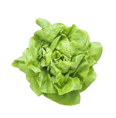 Fototapeta premium head of lettuce, isolated on white background